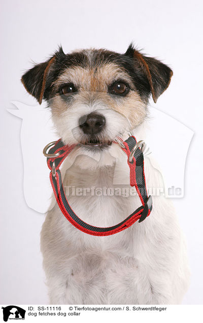 dog fetches dog collar / SS-11116