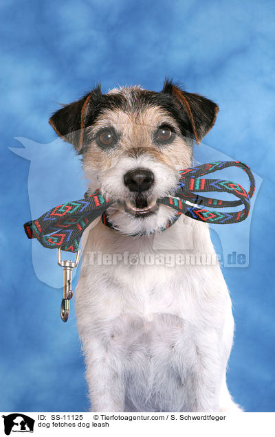 Hund apportiert Hundeleine / dog fetches dog leash / SS-11125