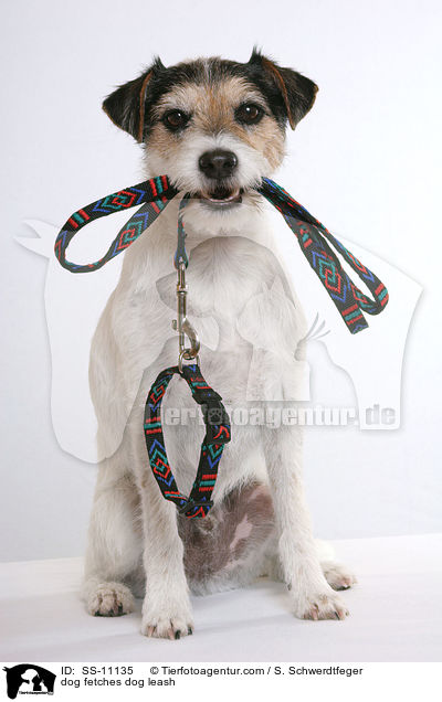 dog fetches dog leash / SS-11135