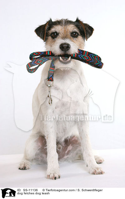 dog fetches dog leash / SS-11136