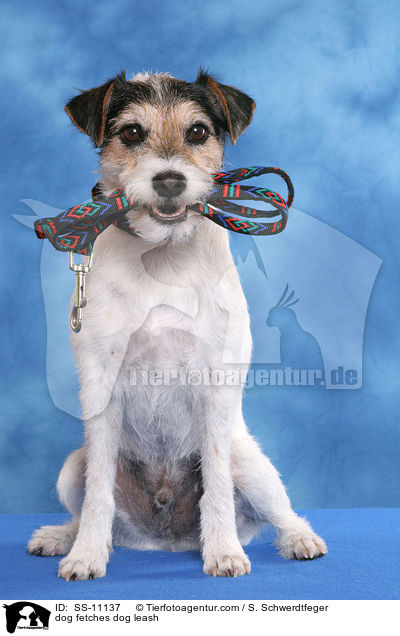 dog fetches dog leash / SS-11137