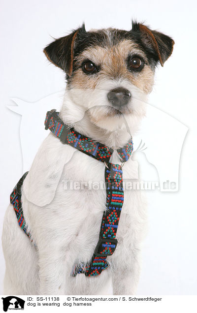 dog is wearing  dog harness / SS-11138