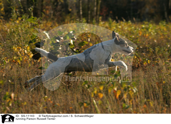 running Parson Russell Terrier / SS-11143