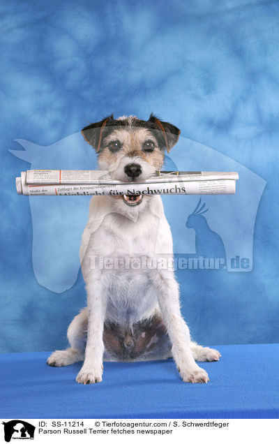 Parson Russell Terrier fetches newspaper / SS-11214