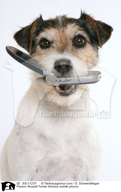 Parson Russell Terrier apportiert Handy / Parson Russell Terrier fetches mobile phone / SS-11237