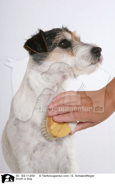 Hund wird gebrstet / brush a dog / SS-11259
