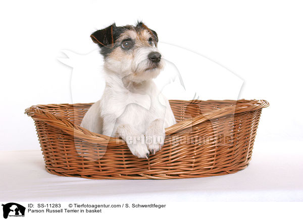 Parson Russell Terrier in basket / SS-11283