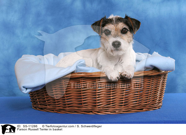 Parson Russell Terrier in basket / SS-11286