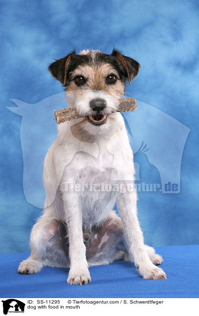 dog with food in mouth / SS-11295