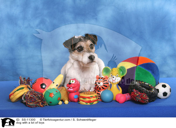 Hund mit bermig viel Spielzeug / dog with a lot of toys / SS-11300