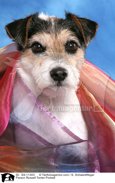 Parson Russell Terrier Portrait / SS-11303