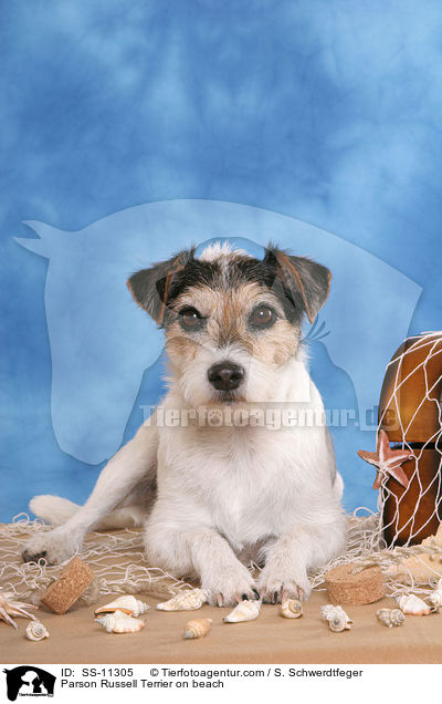 Parson Russell Terrier on beach / SS-11305