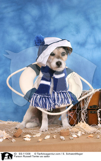 Parson Russell Terrier as sailor / SS-11308