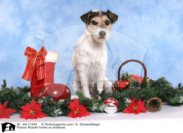 Parson Russell Terrier at christmas / SS-11309