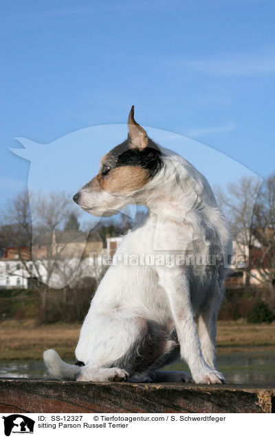 sitting Parson Russell Terrier / SS-12327