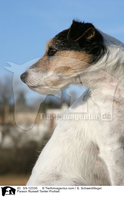 Parson Russell Terrier Portrait / SS-12330