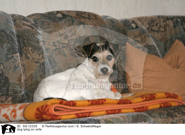 dog lying on sofa / SS-12335
