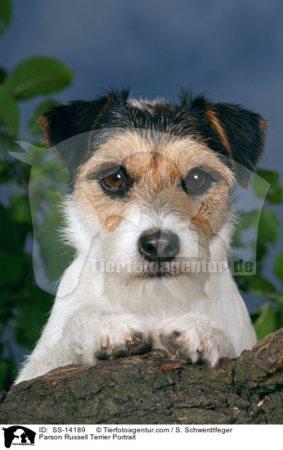 Parson Russell Terrier Portrait / SS-14189