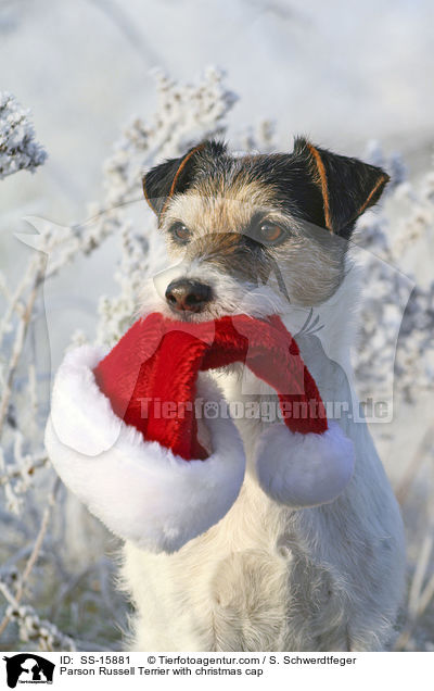 Parson Russell Terrier with christmas cap / SS-15881