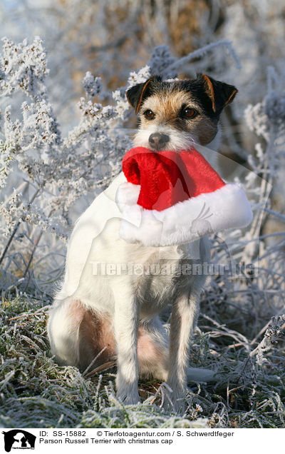 Parson Russell Terrier with christmas cap / SS-15882