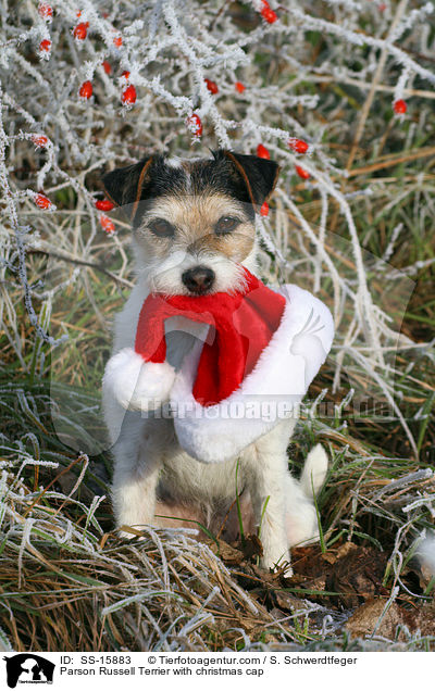 Parson Russell Terrier with christmas cap / SS-15883