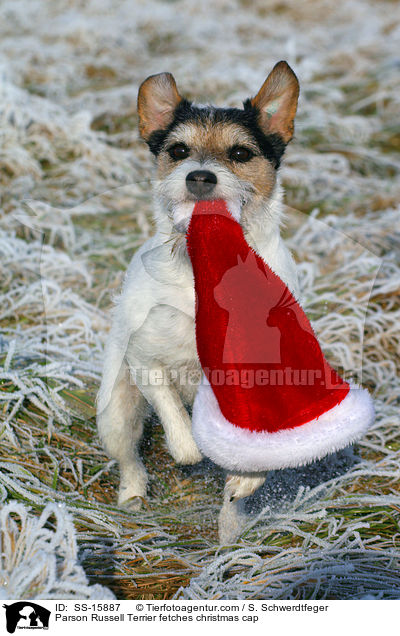 Parson Russell Terrier fetches christmas cap / SS-15887
