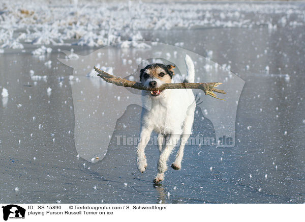 playing Parson Russell Terrier on ice / SS-15890