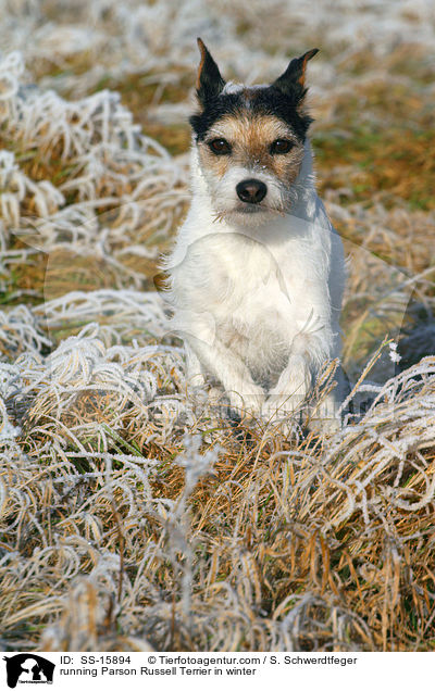running Parson Russell Terrier in winter / SS-15894