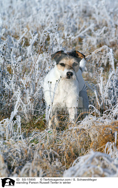 standing Parson Russell Terrier in winter / SS-15895