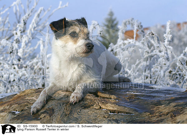 lying Parson Russell Terrier in winter / SS-15900