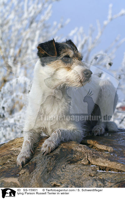 lying Parson Russell Terrier in winter / SS-15901