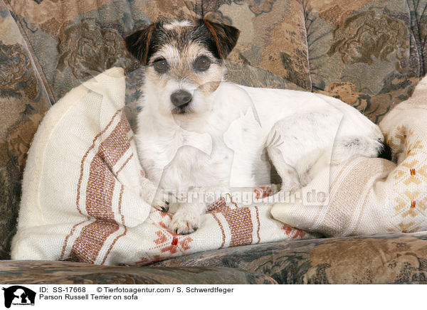 Parson Russell Terrier auf dem Sofa / Parson Russell Terrier on sofa / SS-17668