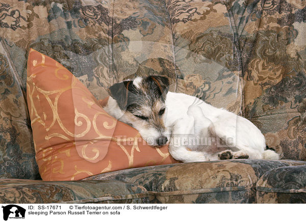schlafender Parson Russell Terrier auf dem Sofa / sleeping Parson Russell Terrier on sofa / SS-17671