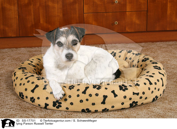 Parson Russell Terrier im Hundebett / lying Parson Russell Terrier / SS-17701