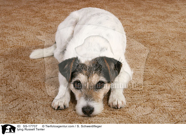 lying Russell Terrier / SS-17707