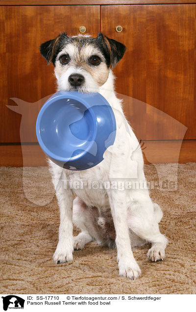 Parson Russell Terrier with food bowl / SS-17710