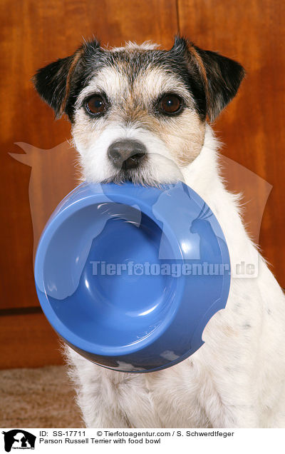 Parson Russell Terrier with food bowl / SS-17711