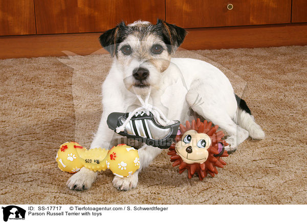 Parson Russell Terrier with toys / SS-17717