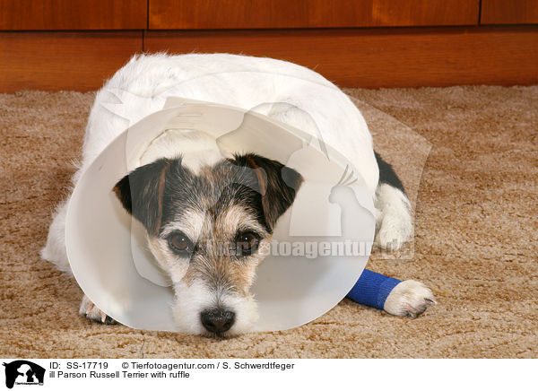 ill Parson Russell Terrier with ruffle / SS-17719