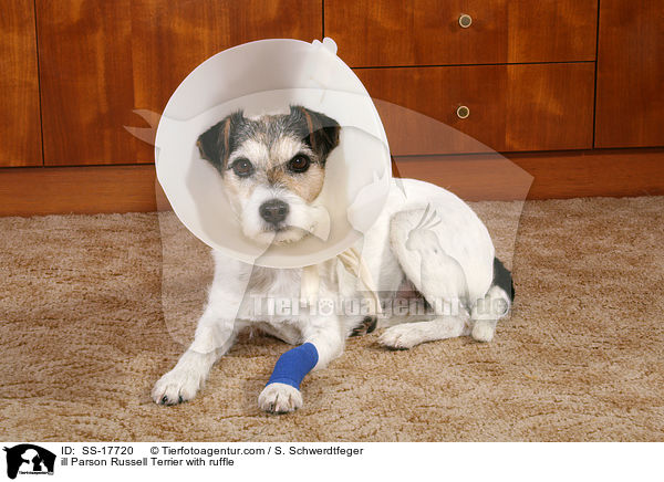 ill Parson Russell Terrier with ruffle / SS-17720