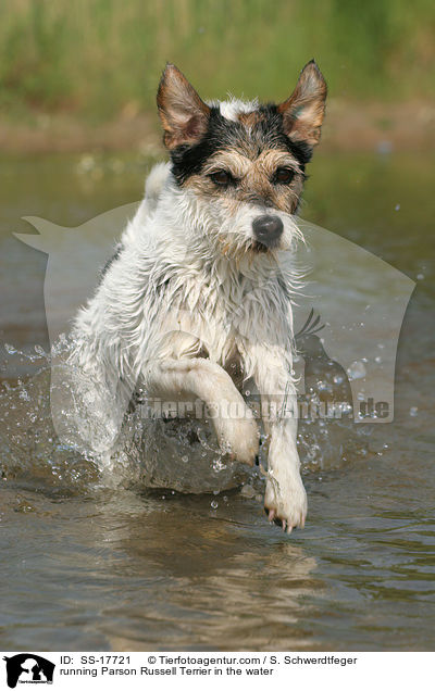 running Parson Russell Terrier in the water / SS-17721
