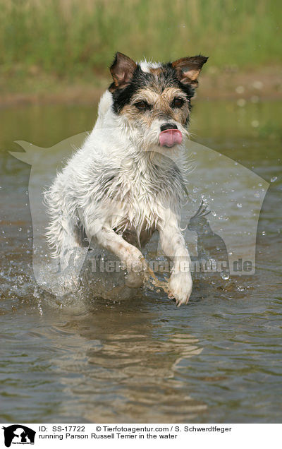 running Parson Russell Terrier in the water / SS-17722