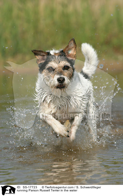 running Parson Russell Terrier in the water / SS-17723