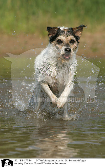 running Parson Russell Terrier in the water / SS-17724