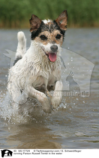 running Parson Russell Terrier in the water / SS-17729