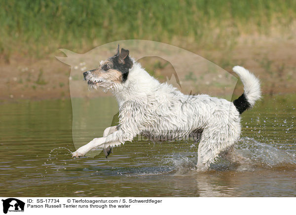 Parson Russell Terrier runs through the water / SS-17734