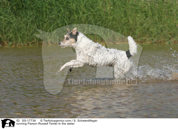 running Parson Russell Terrier in the water / SS-17738
