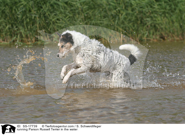 running Parson Russell Terrier in the water / SS-17739