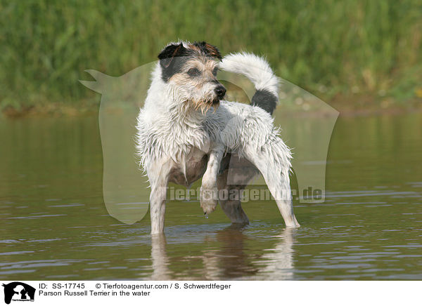 Parson Russell Terrier in the water / SS-17745