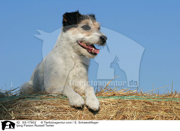 lying Parson Russell Terrier / SS-17802